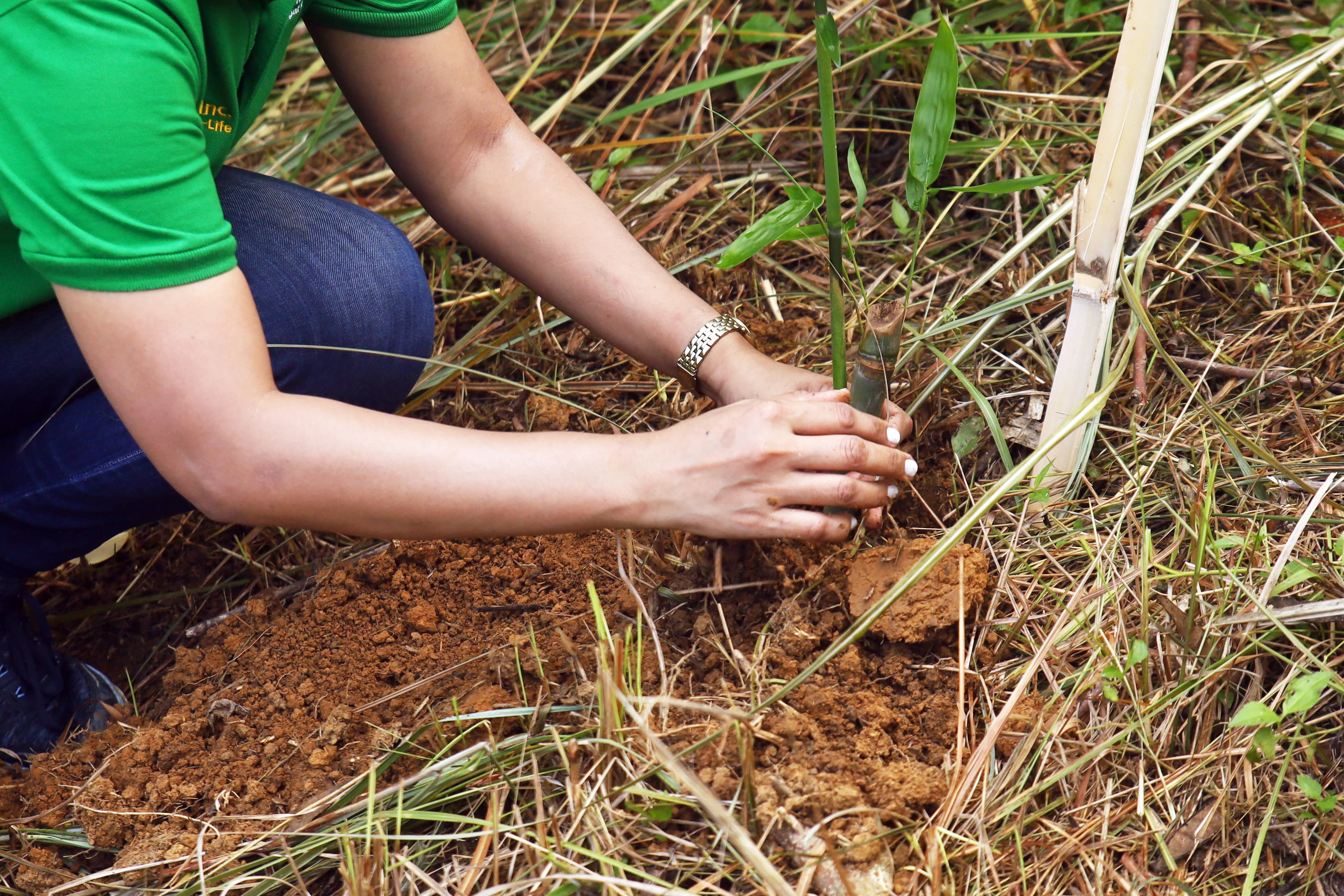 DEDICATED TO THE CAUSE: PLANTING BAMBOO ON A STEEP RAVINE IN BAGAC, BATAAN