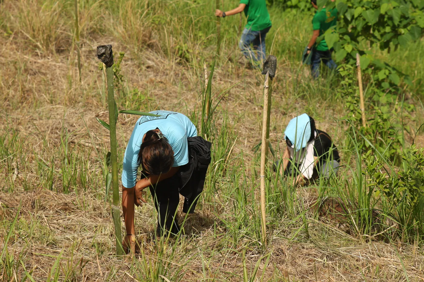 INTEGRATED BAMBOO PLANTATION AND CORN SILAGE PROCUREMENT: A SHOWCASE
